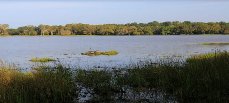 From Colombo: Wilpattu National Park Safari - Overview: An Authentic Wildlife Experience