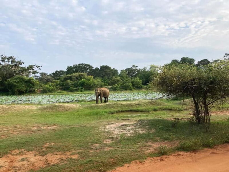 From Colombo: Yala National Park Private Jeep Safari - Exploring Yala National Park: What to Expect