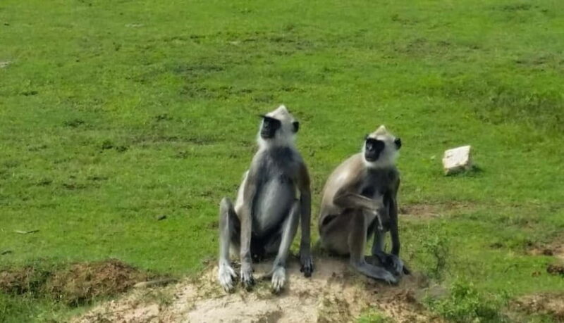 From Colombo: Yala National Park Private Jeep Safari - Final Thoughts