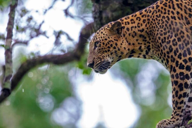 From Colombo: Yala National Park Safari Tour in a 4x4 - Tour Highlights