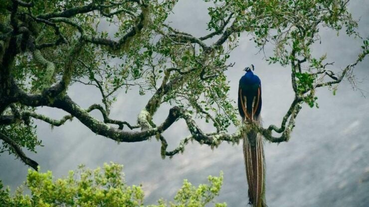 From Colombo: Yala National Park Safari Tour in a 4x4 - Wildlife in Yala National Park