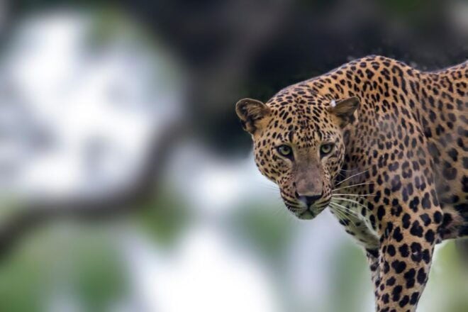 From Colombo: Yala National Park Safari Tour in a 4x4 - Safari Experience in a 4x4 Jeep