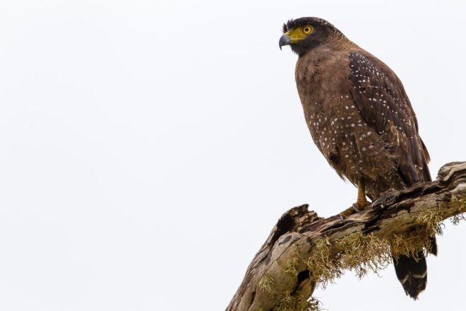 From Colombo: Yala National Park Safari Tour in a 4x4 - Yala National Park Overview