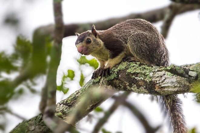 From Colombo: Yala National Park Safari Tour in a 4x4 - Entrance Fees and Conservation Efforts