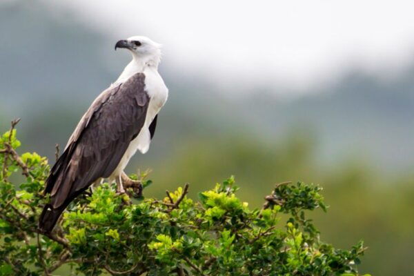 From Colombo: Yala National Park Safari Tour in a 4x4 - Customer Review and Testimonial