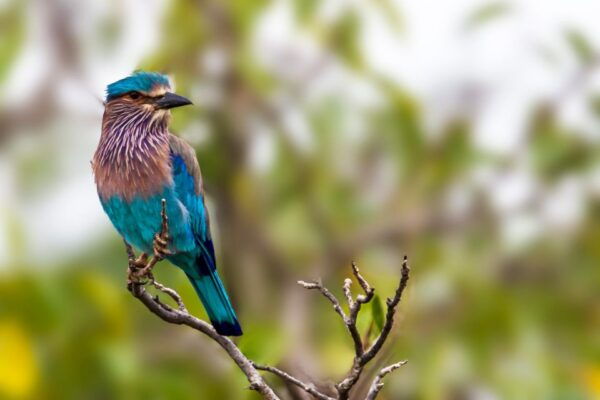 From Colombo: Yala National Park Safari Tour in a 4x4 - Directions and Transportation Options