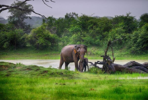 From Colombo: Yala National Park Safari Tour in a 4x4 - Common Questions