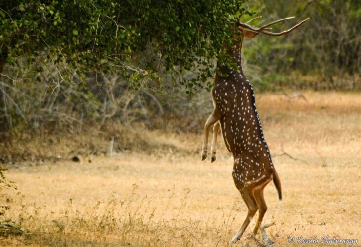 From Colombo : Yala National Park Safari Tour - Ticket Information