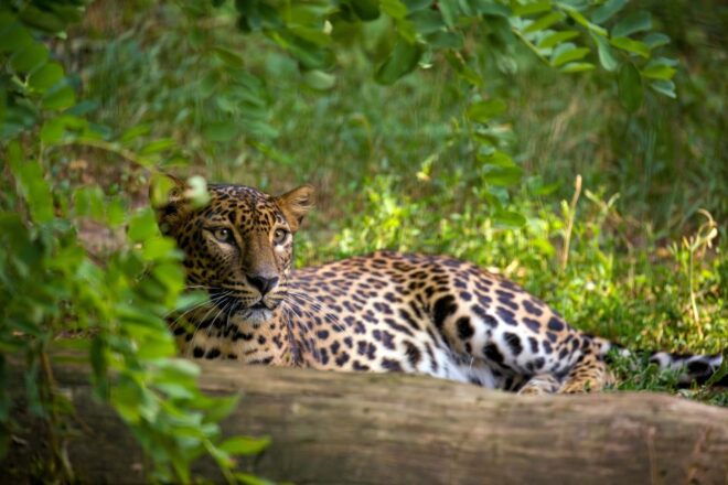 From Colombo : Yala National Park Safari Tour - Highlights