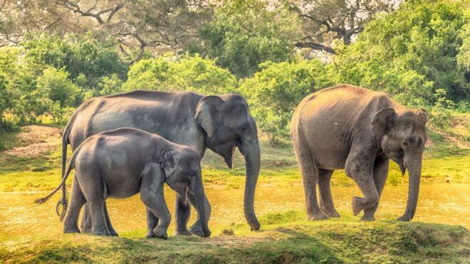 From Colombo : Yala National Park Safari Tour - Activity Details