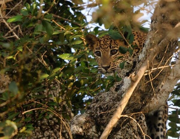 From Colombo : Yala National Park Safari Tour - Directions