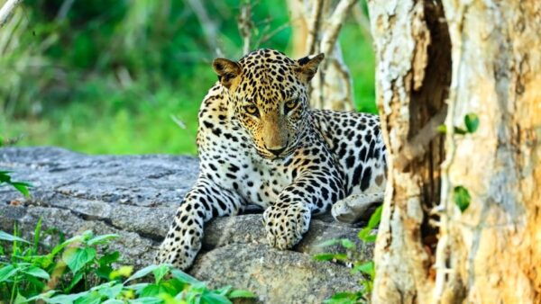 From Colombo : Yala National Park Safari Tour - The Sum Up