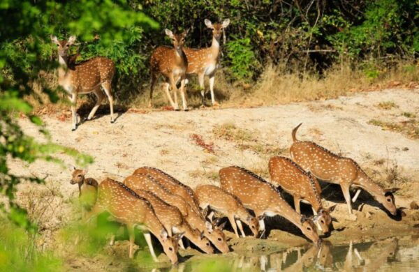 From Colombo : Yala National Park Safari Tour - Common Questions