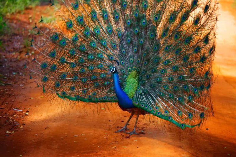 From Colombo : Yala National Park Safari With Tickets - Who Is This Tour Best For?