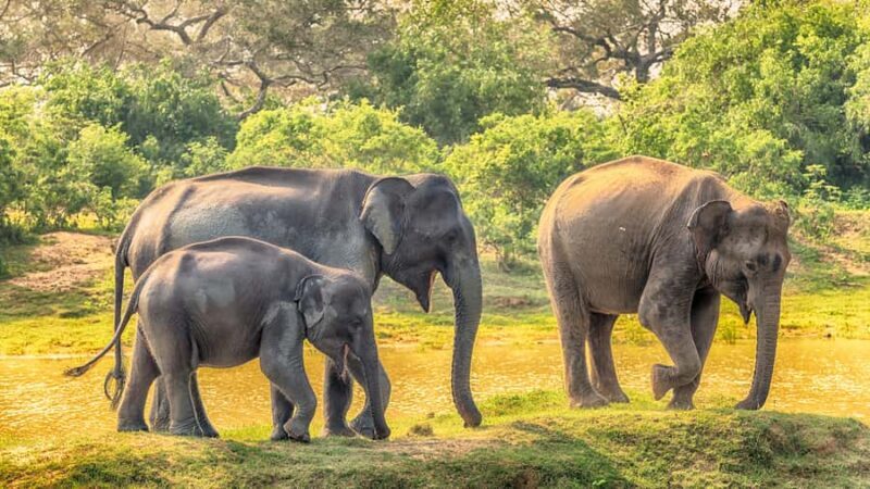 From Colombo : Yala National Park Safari With Tickets - Frequently Asked Questions