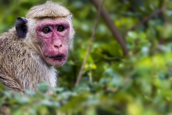From Colombo: Yala National Park Safari With Transfer - Common Questions