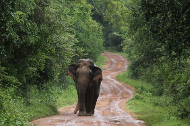 From Colombo:Anuradhapura Day Tour and Safari in Wilpattu NP - Wildlife and Cultural Highlights