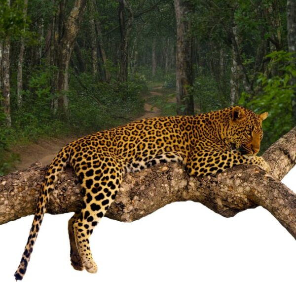 From Colombo:Anuradhapura Day Tour and Safari in Wilpattu NP - Frequently Asked Questions