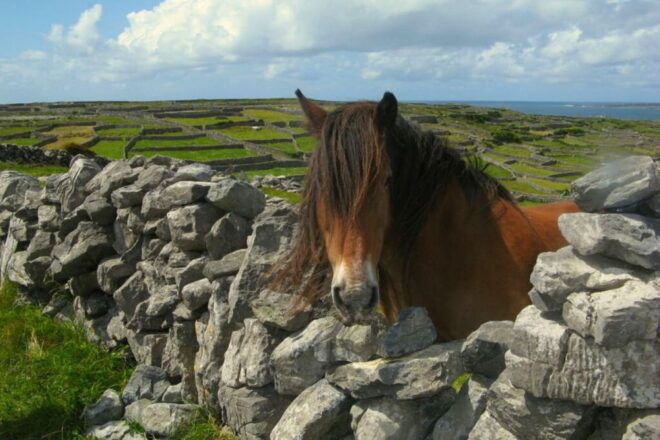 From Cork: 9-Hour Guided Ring of Kerry and Killarney Tour - Itinerary