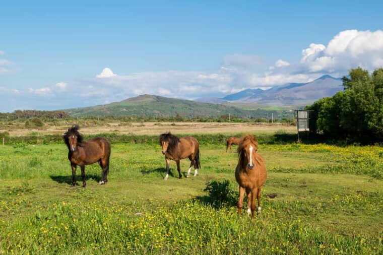 From Cork: Ring of Kerry & Killarney Guided Full Day Tour - Authentic Feedback: What Travelers Say