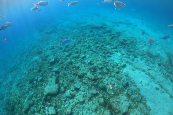 From Corralejo: Lobos Island Entrance and Snorkel Activity - Product Details