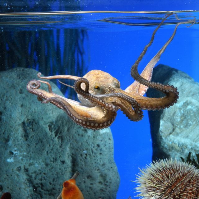 From Costa Brava: Barcelona Day Trip With Aquarium Visit - Experience Highlights