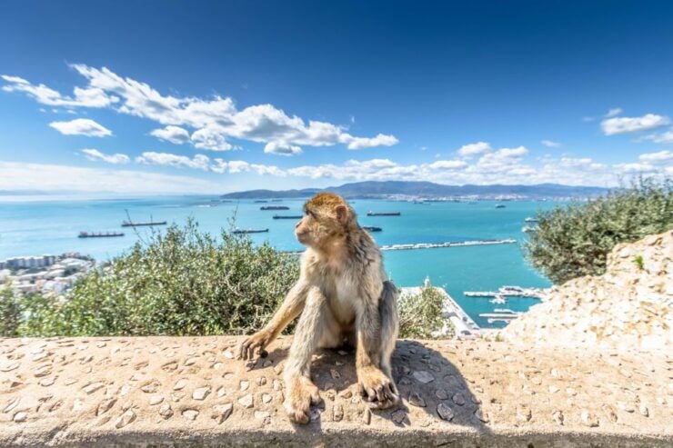 From Costa Del Sol: Gibraltar Sightseeing Day Tour - Tour Experience