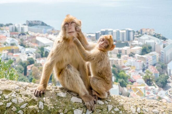From Costa Del Sol: Gibraltar Sightseeing Day Tour - Review Summary
