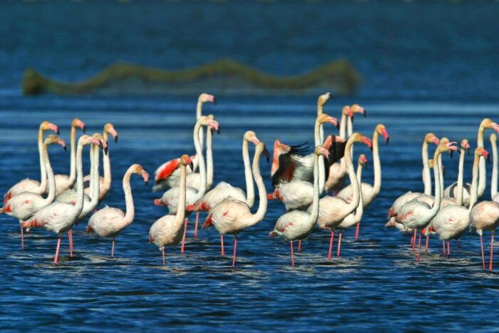 From Costa Dorada: Peñíscola and Ebro Delta Sightseeing Tour - Frequently Asked Questions