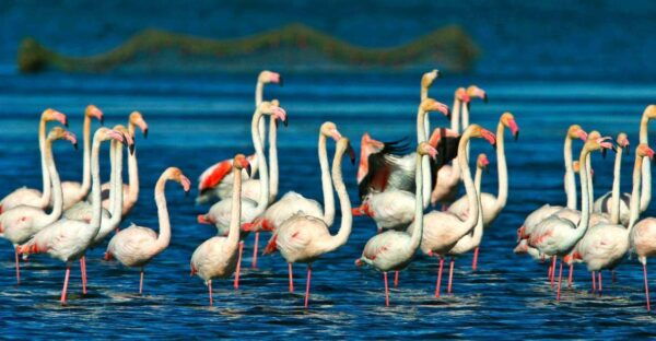 From Costa Dorada: Peñíscola and Ebro Delta Sightseeing Tour - Directions