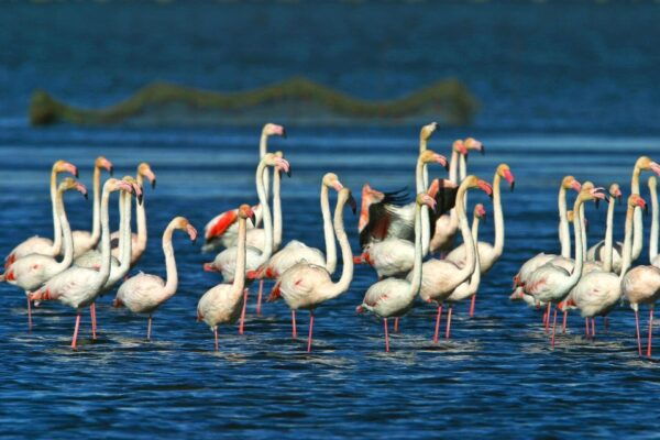 From Costa Dorada: Peñíscola and Ebro Delta Sightseeing Tour - Frequently Asked Questions