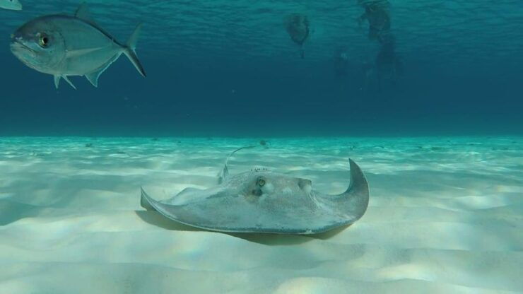 From Cozumel: 3 Reefs Boat Tour With Drinks and Snorkeling - Customer Reviews and Ratings