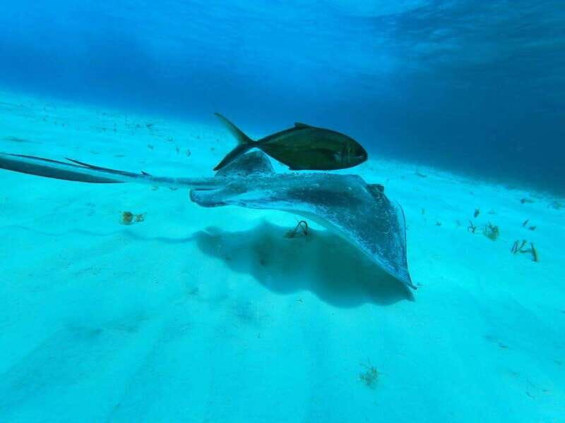 From Cozumel: El Cielo Beach by Catamaran Snorkeling Tour - FAQ