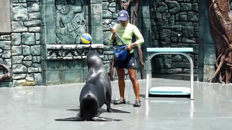 From Cozumel: Official Chankanaab Park Day Pass and Snorkel - Good To Know