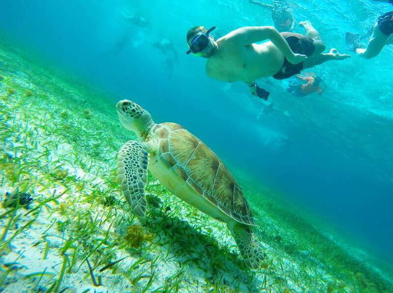 From Cozumel: Starfish, Stingrays and the Turtle Sanctuary - The Highlights and Limitations