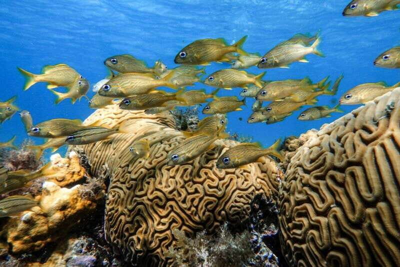 From Cozumel: Starfish, Stingrays and the Turtle Sanctuary - Final Verdict