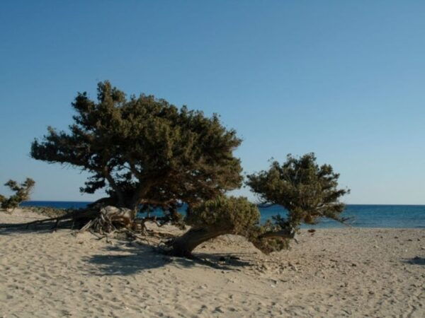 From Crete: Chrissi Island Yacht Cruise With Lunch - Common Questions