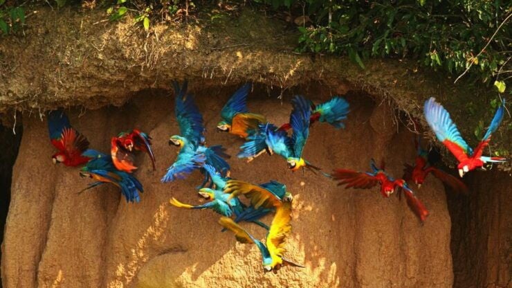 From Cusco: 4D/3N in the Amazon of the Manu National Park - Trip Details