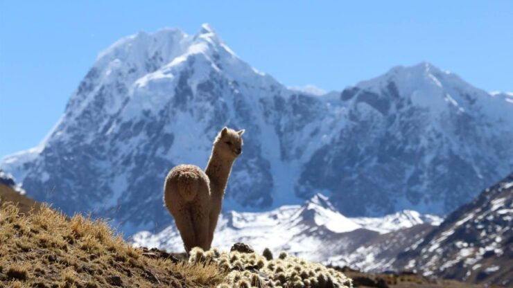 From Cusco: Ausangate Route - 7 Lagoons Tour Meals - Breakfast at Starting Point