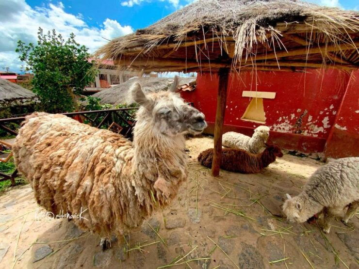 From Cusco Tour to the Entire Sacred Valley of the Incas - Activity Details