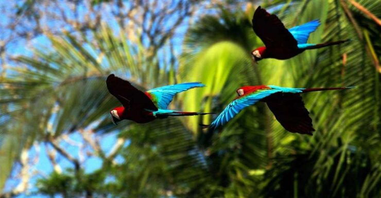From Cusco: Tours to Manu National Park From 3n/2d - Group Size and Experience Highlights