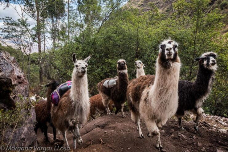 From Cusco: Walk With Alpacas and Llamas & Picnic Private - Benefits of Walking With Alpacas and Llamas