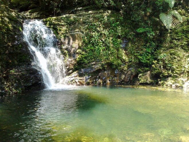From Da Nang: Bach Ma National Park Trekking - Highlights and Experiences