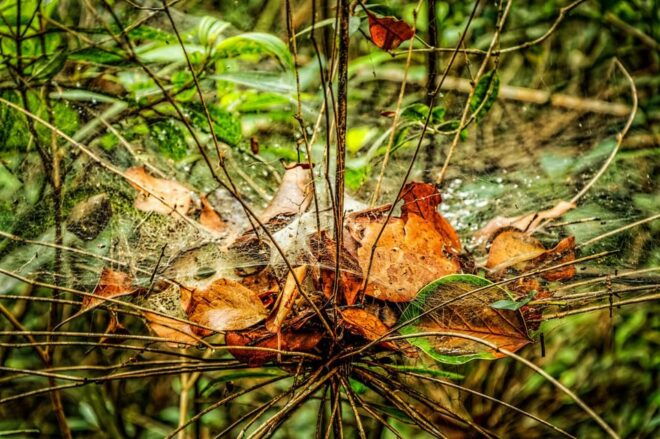 From Da Nang: Bach Ma National Park Trekking - Inclusions and Exclusions