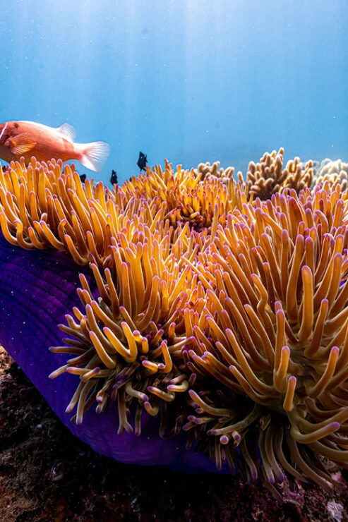 From Da Nang: Cham Island Sightseeing and Snorkeling Tour(L) - Good To Know
