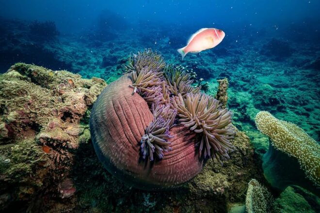 From Da Nang: Cham Island Sightseeing and Snorkeling Tour(L) - Inclusions and Exclusions