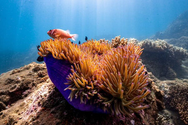 From Da Nang: Cham Island Sightseeing and Snorkeling Tour(L) - Safety Guidelines