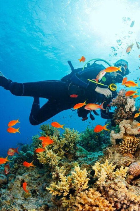 From Da Nang/ Hoi An: Cham Islands & Snorkeling Or Diving - Good To Know