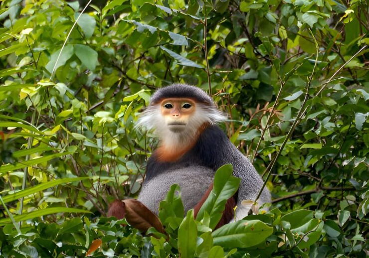 From Da Nang: Wildlife Watching, Douc Langurs Watching - Good To Know
