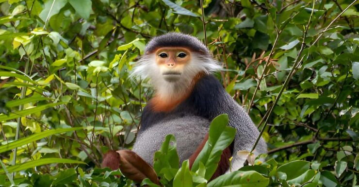From Da Nang: Wildlife Watching, Douc Langurs Watching - Detailed Itinerary